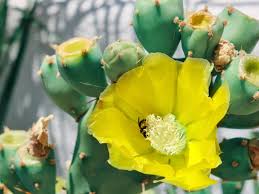 PRICKLY PEAR CACTUS FLOWER