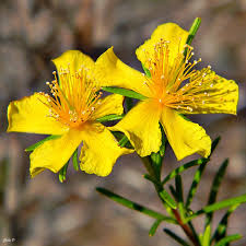 ST JOHN’S WORT